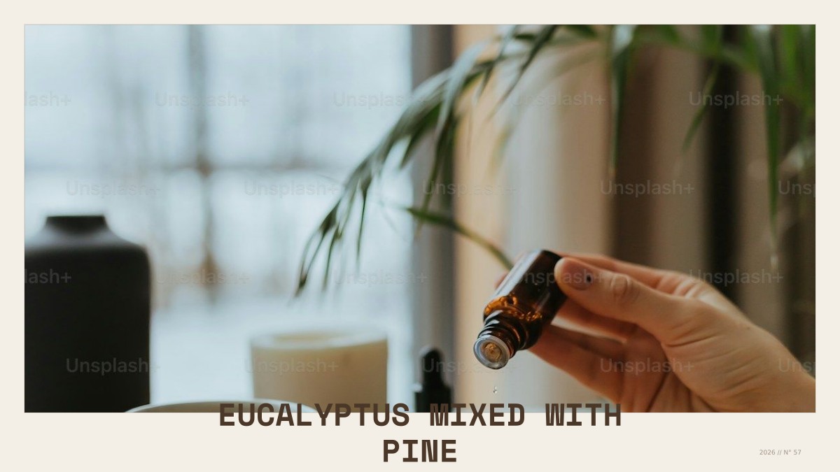 eucalyptus mixed with pine